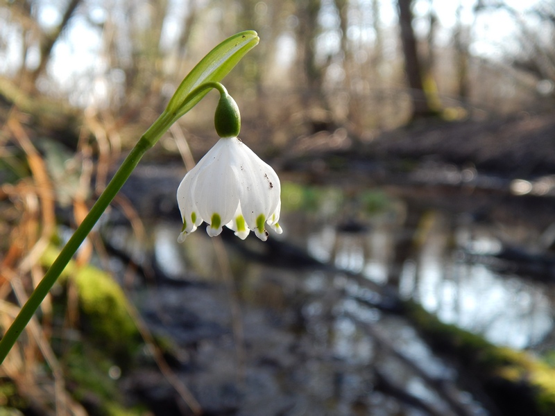 I primi fiori del 2014